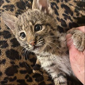 JjWildlife Rescue takes all orphaned, injured or sick wildlife and releases back